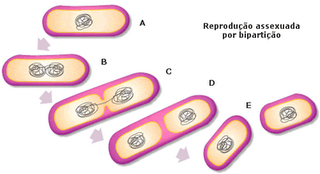reprodbacterias